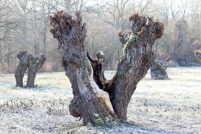 Dead tree on landscape