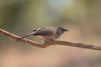 Close-up of bird perching on branch