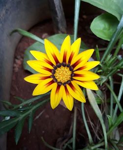 Close-up of yellow flower