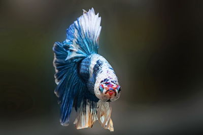 Siamese fighting fish,betta splendens,blue fish, black background, halfmoon betta.