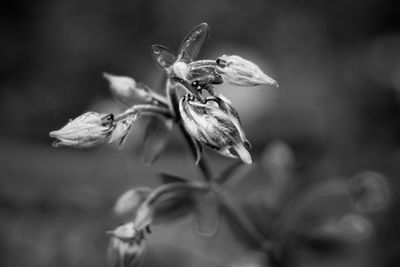 Close-up of wilted flower