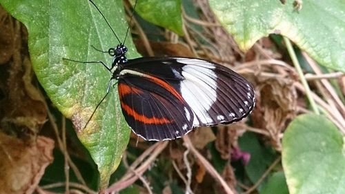 Close-up of butterfly on leaf