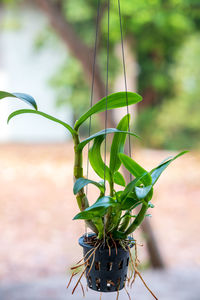 Close-up of potted plant