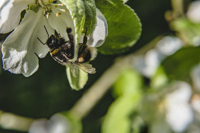 Close-up of bee pollinating on flower