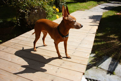 Brown domestic pinscher puppy in the garden on wooden platform