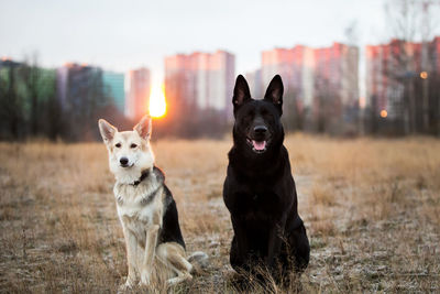 Portrait of dog sitting on field