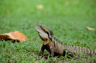 Close-up of lizard on land