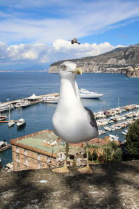 Seagull perching on retaining wall by harbor against sky