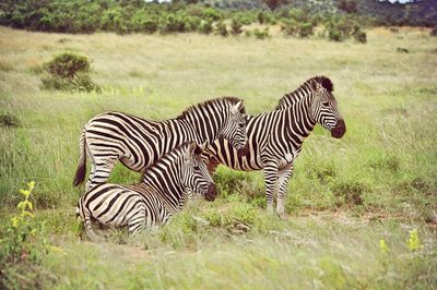 Zebras on a field