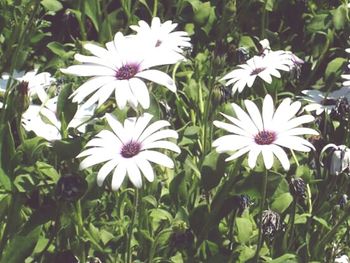 Close-up of white flowers blooming outdoors