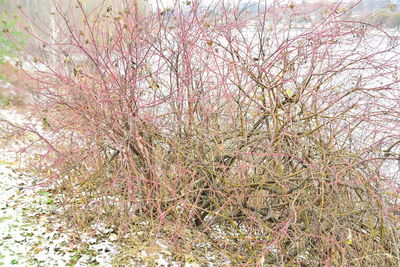 Low angle view of pink flowering tree