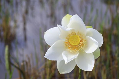 Close-up of white flowering plant