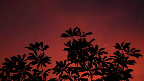 Low angle view of silhouette palm tree against orange sky