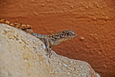 Close-up of lizard on rock