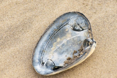 Close-up of fish on beach