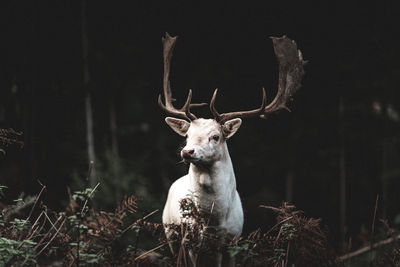 Portrait of deer