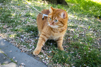 High angle view of cat on field