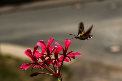 Close-up of insect on flower