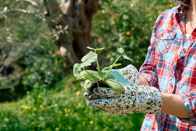 Woman gardener holding young zucchini seedlings. horticulture sostenible. gardening hobby.