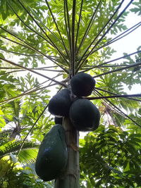 Low angle view of fruits on tree