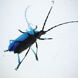 Close-up of insect