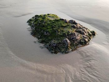 High angle view of rocks on beach