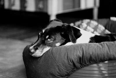 Portrait of dog resting on pet bed