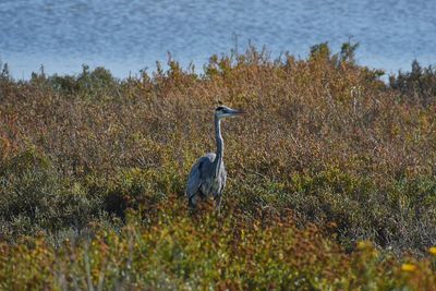 High angle view of gray heron on field