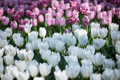 Close-up of purple flowering plants