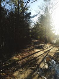 Sun shining through bare trees