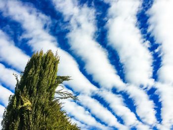 Low angle view of trees against cloudy sky