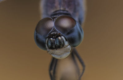 Macro shot of insect