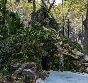 Plants and rocks in forest