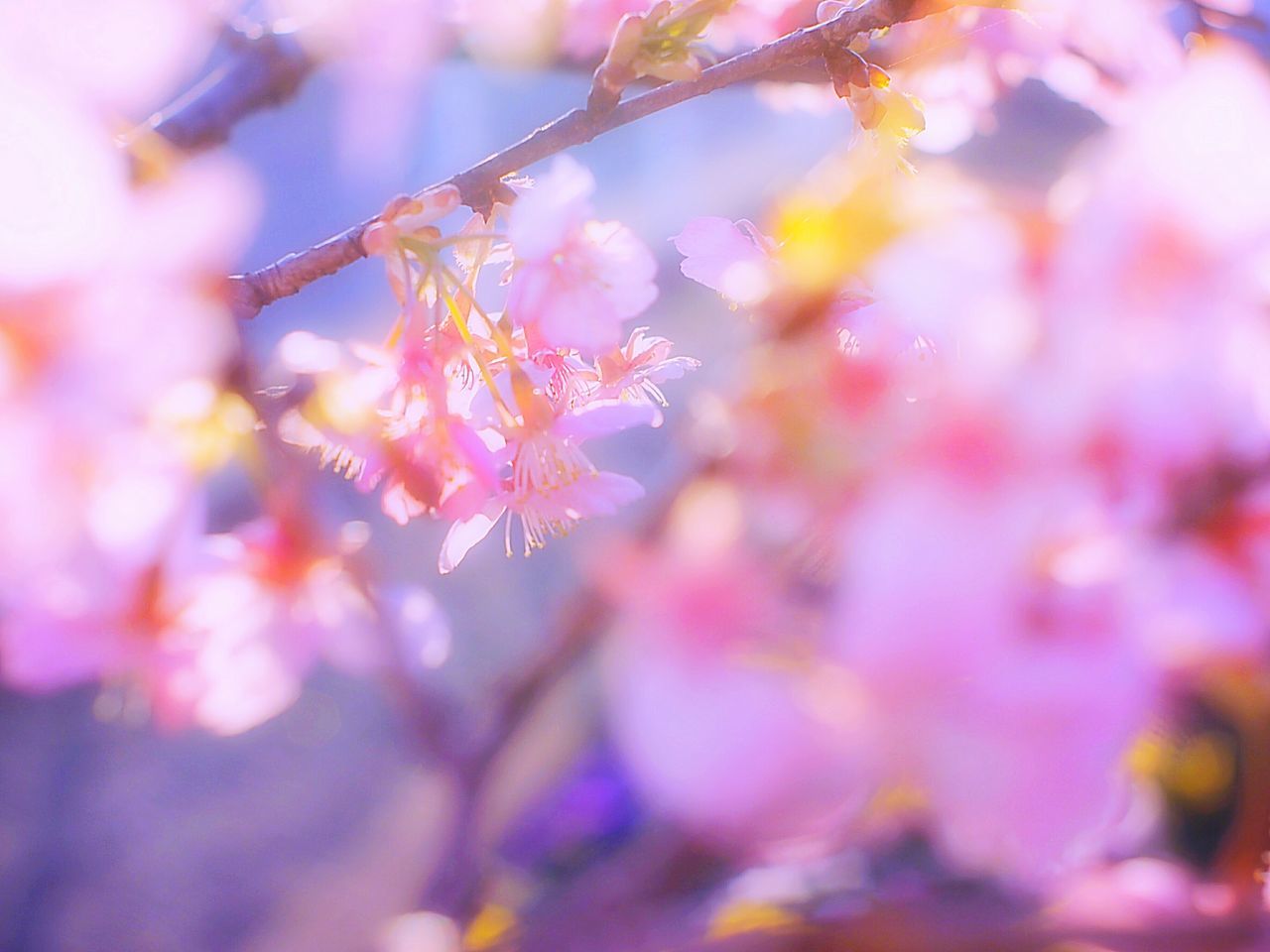 pink color, flower, focus on foreground, selective focus, tree, close-up, growth, multi colored, beauty in nature, branch, nature, fragility, freshness, red, day, outdoors, season, no people, low angle view, hanging