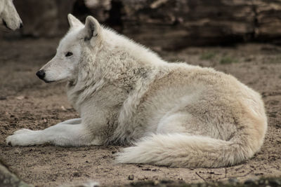View of a dog relaxing on field