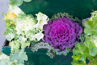 Close-up of purple flowering plant