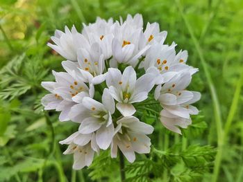 Close-up of white flowers blooming outdoors