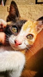 Close-up portrait of cat