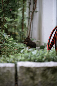 Side view of an animal on land