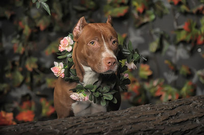 Portrait of a dog