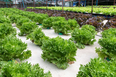 High angle view of plants growing in greenhouse