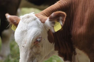 Close-up of cow