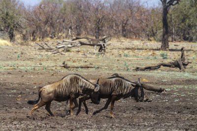 Wildebeests running on land