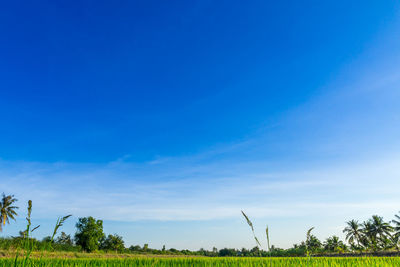 Scenic view of field against blue sky