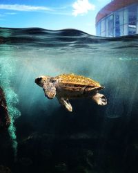 Close-up of turtle in sea