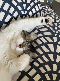 High angle view of cat resting at home