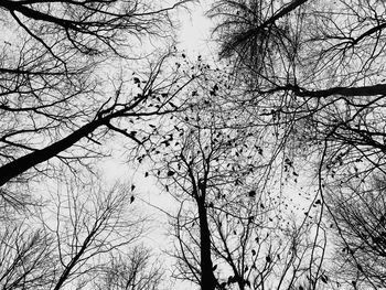Low angle view of bare trees against sky