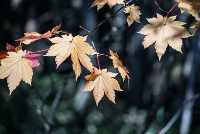 Close-up of maple leaves on tree