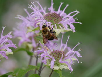 Close-up of honey bee pollinating on purple flower