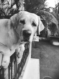 Close-up of dog looking at camera